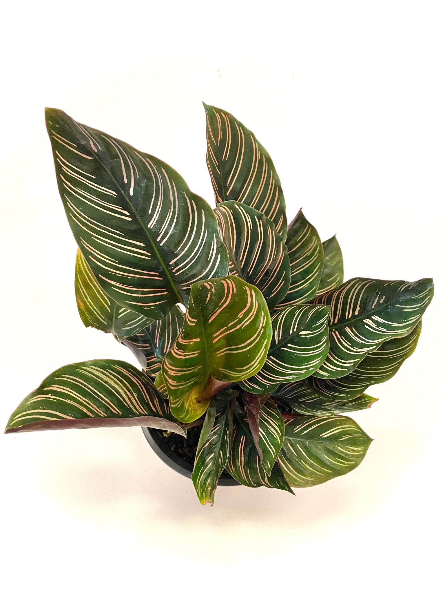 Pinstripe Calathea