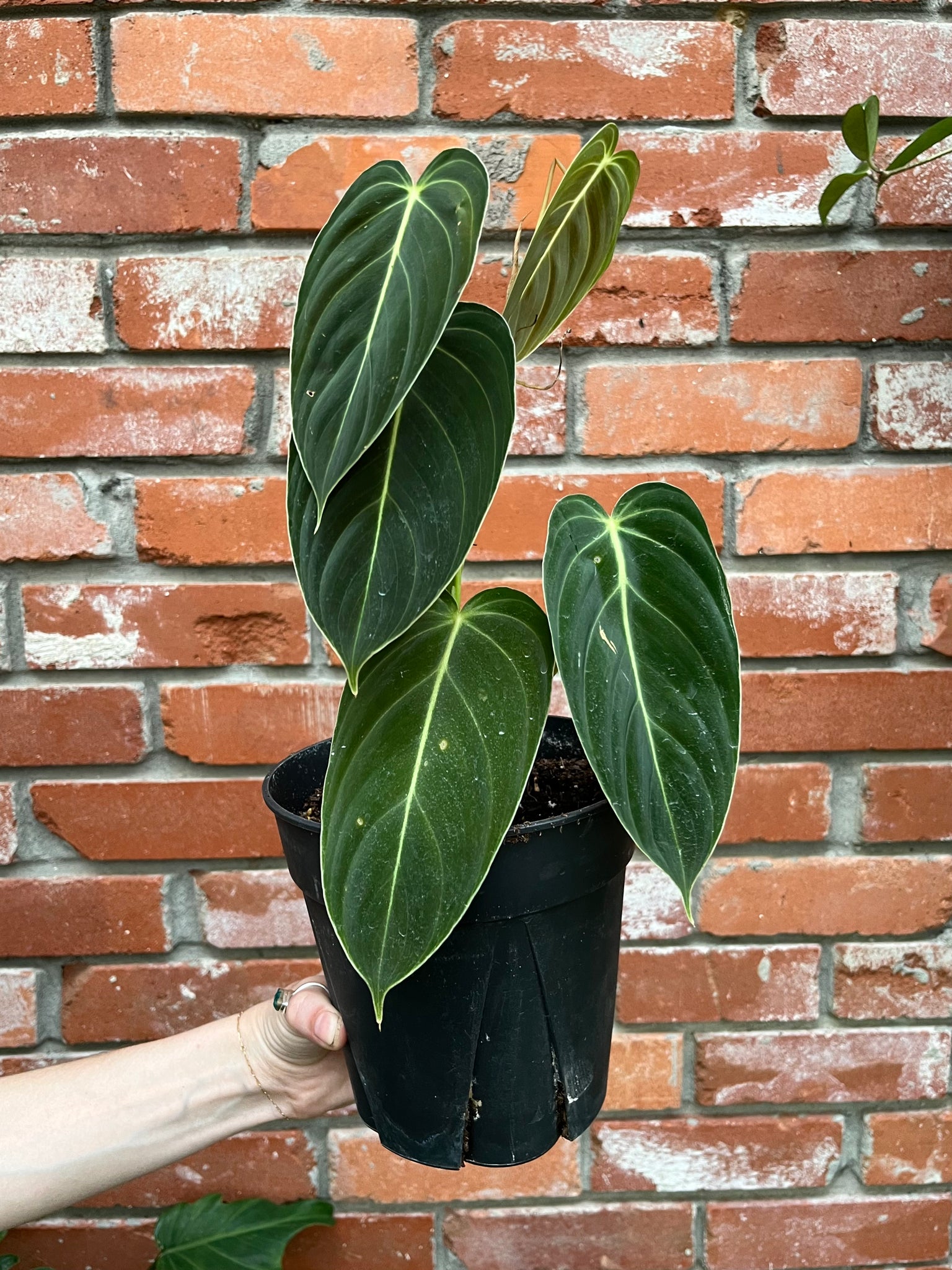 philodendron Melanochrysum