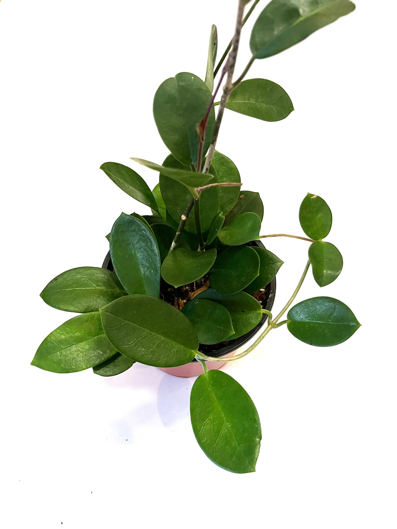 Hoya 'Australis'