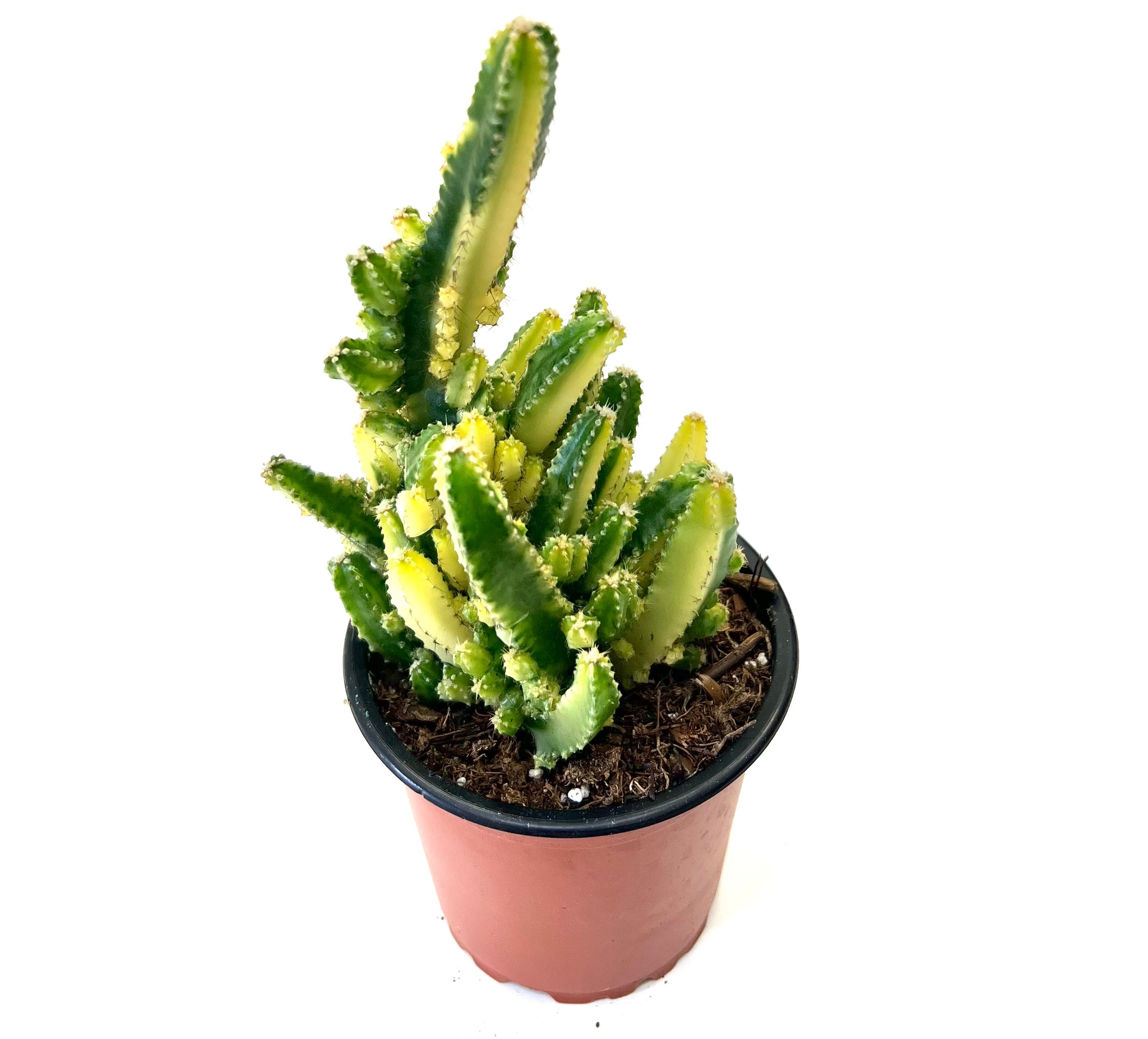 types of fairy castle cactus Variegated Fairy Castle "Acanthocereus Tetragonus Variegata" – Baton Rouge Succulent Co