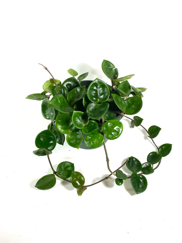 Chelsea Hoya (Hoya carnosa "Chelsea")