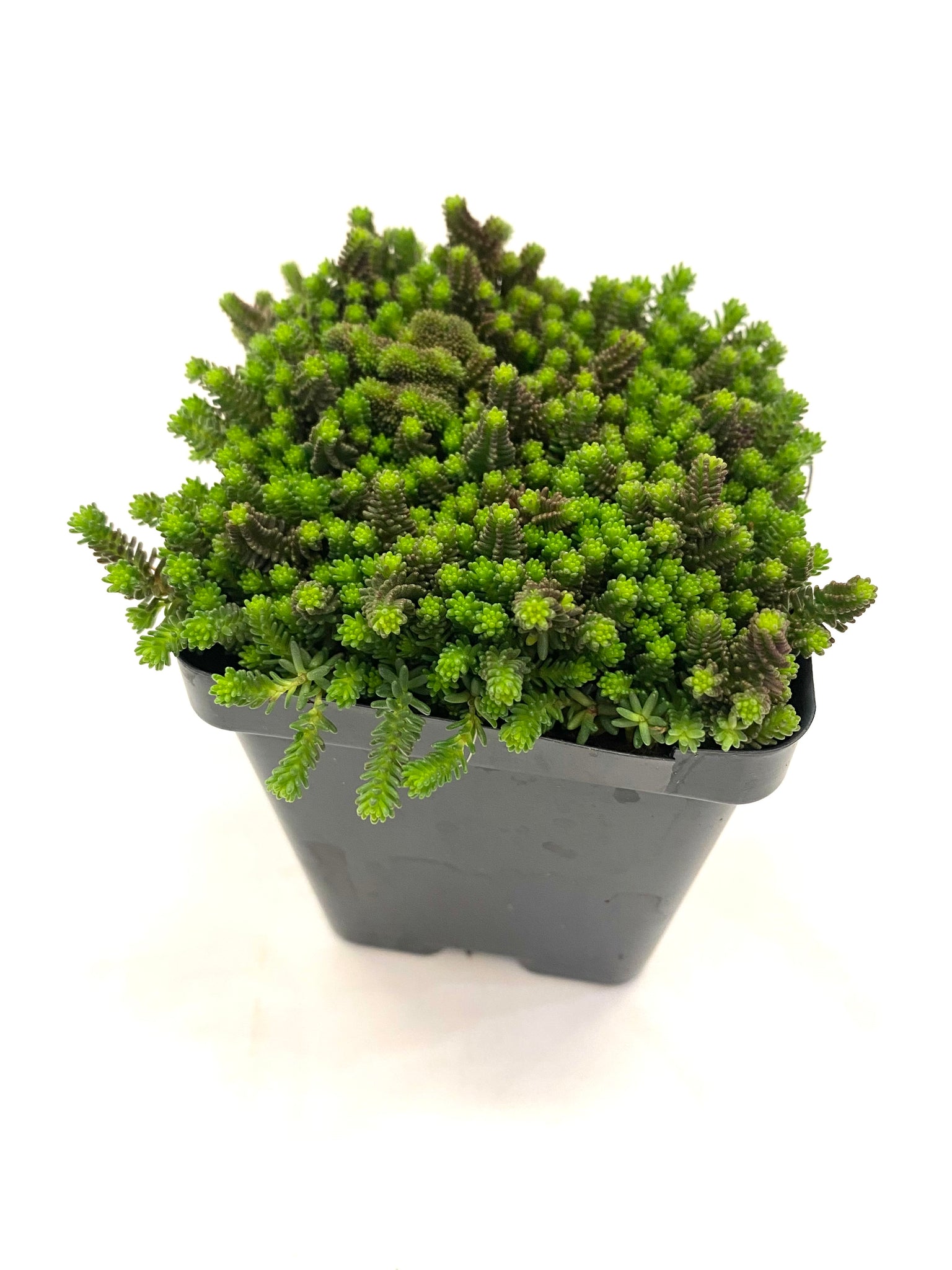 Sedum Sexangulare