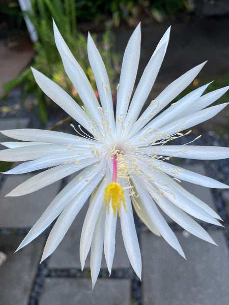 Night Blooming Cereus "Epiphyllum Oxypetalum"