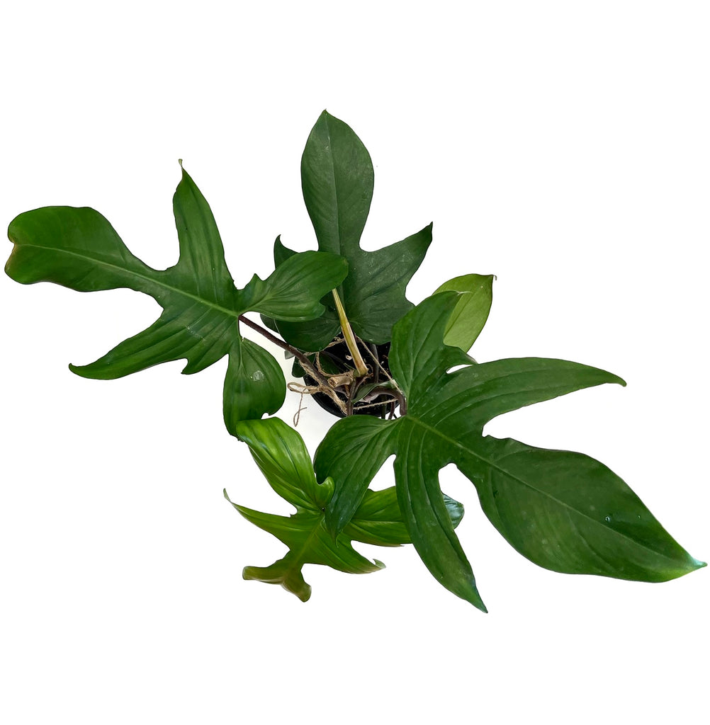 philodendron fraternum Florida Green Philodendron – Baton Rouge Succulent Co