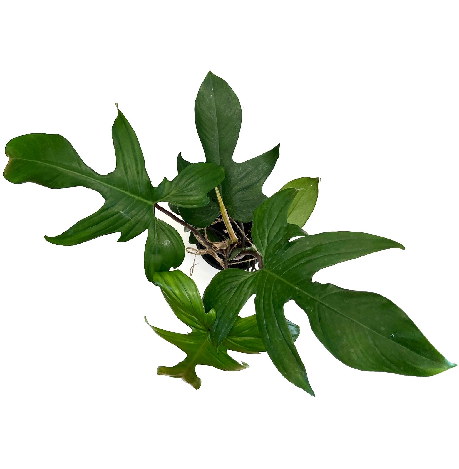 philodendron florida green for sale Florida Green Philodendron