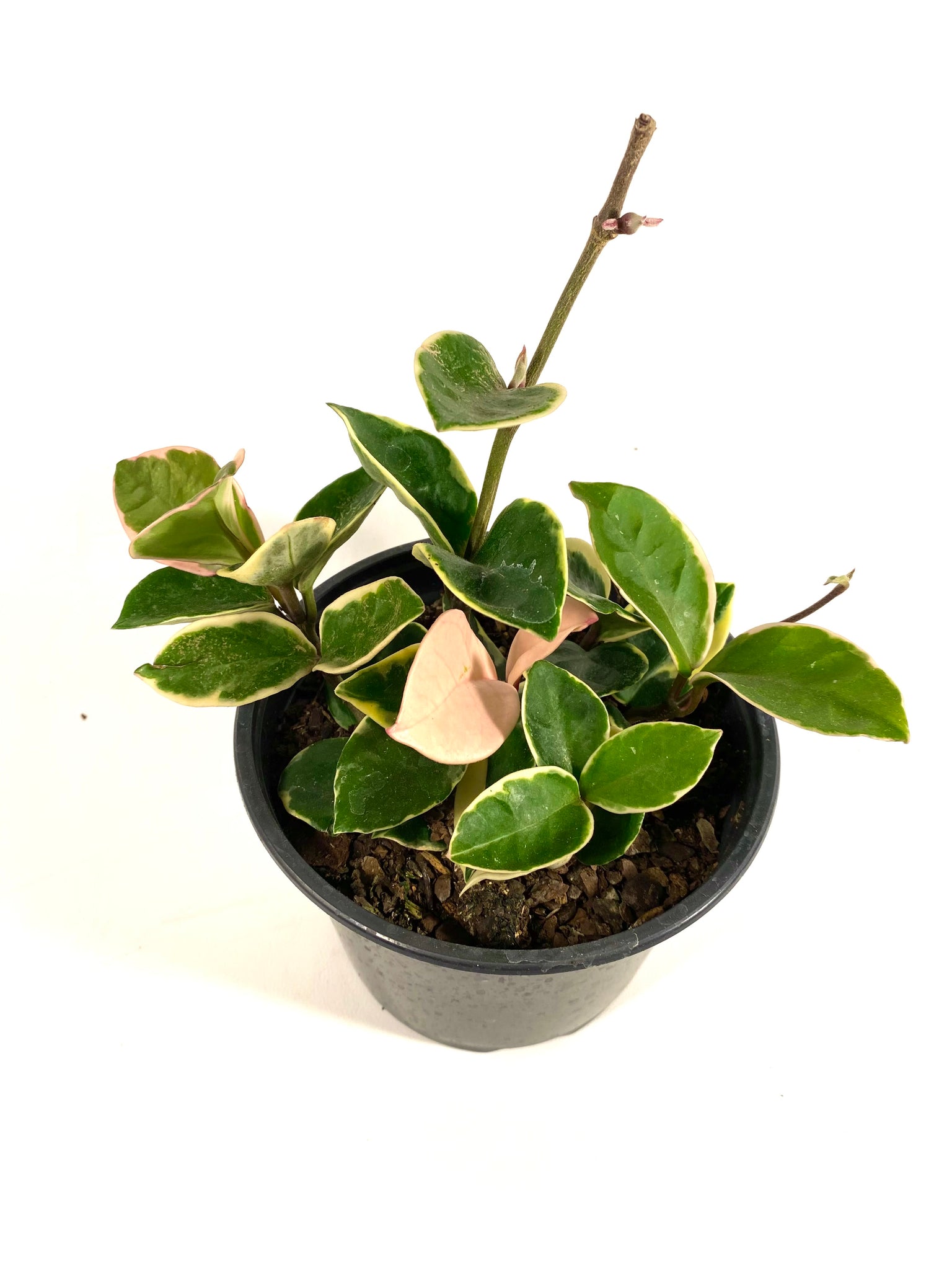 Krimson Queen Hoya (Hoya carnosa "Krimson Queen")