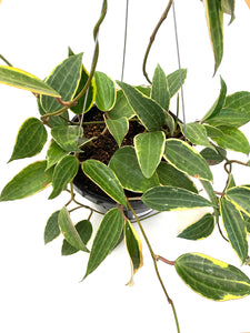 Macrophylla Hoya