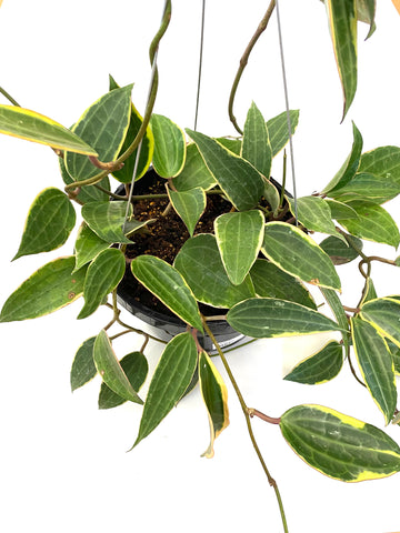 Macrophylla Hoya