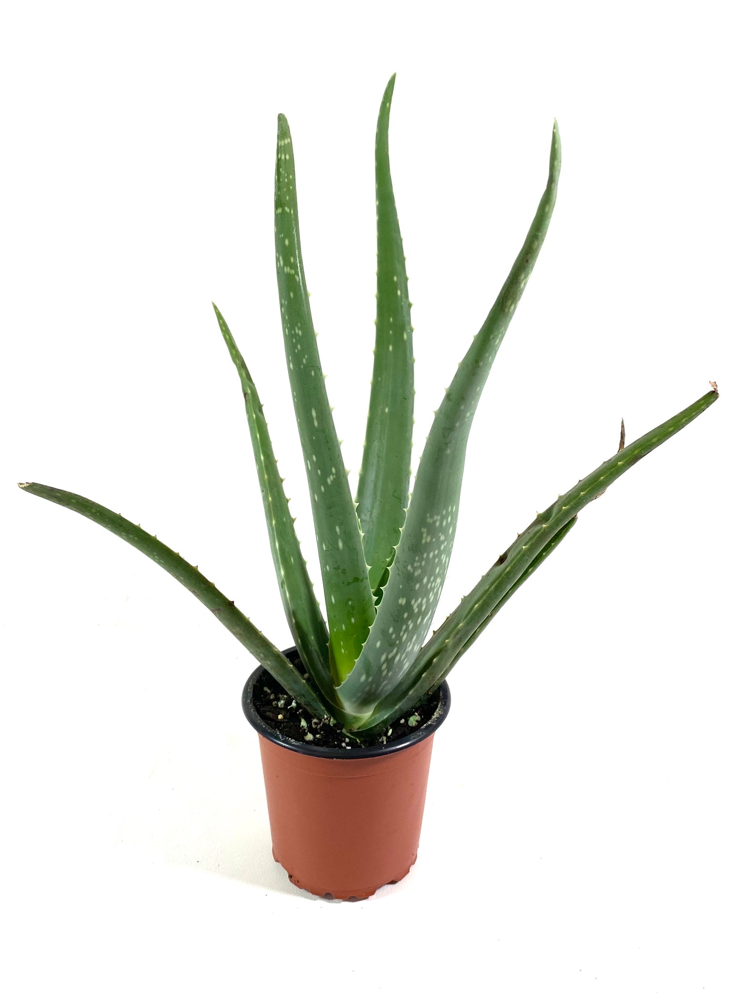 aloe vera original plant Aloe vera (Aloe barbadensis) – Baton Rouge Succulent Co