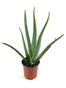 Aloe vera (Aloe barbadensis)