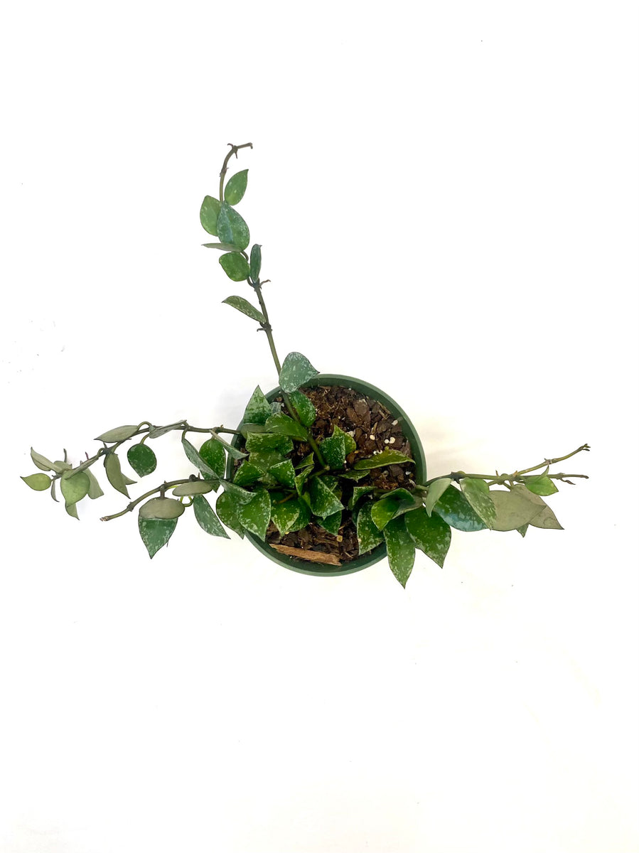 Hoya Krohiniana "Splash" Baton Rouge Succulent Co