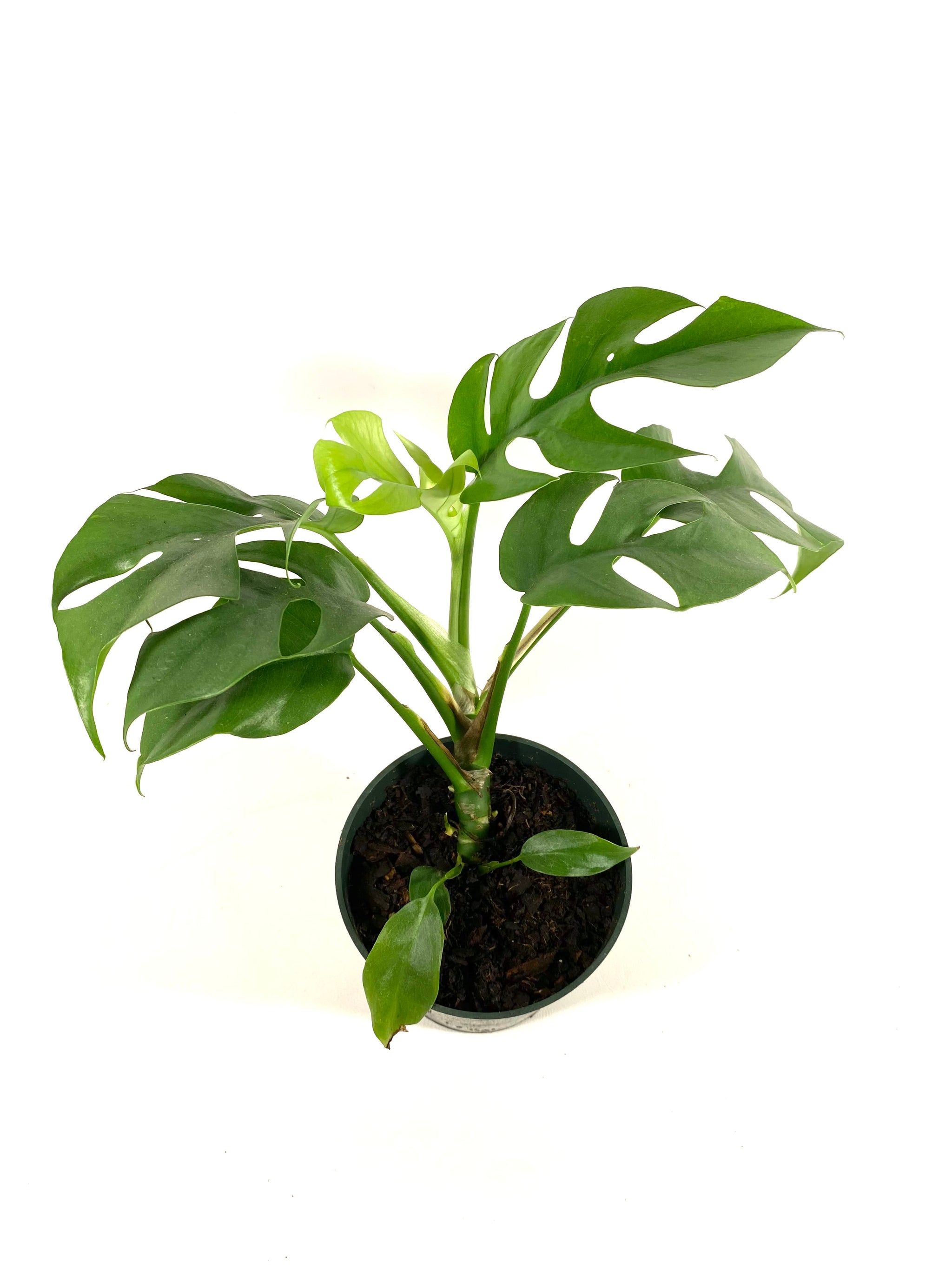 mini monstera rhaphidophora tetrasperma Tetrasperma Rhaphidophora "Mini Monstera" – Baton Rouge Succulent Co
