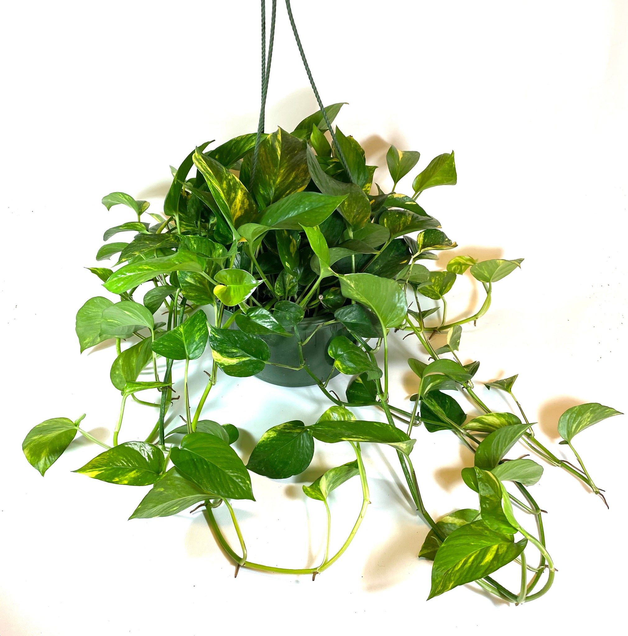 Golden Pothos (Epipremnum aureum)