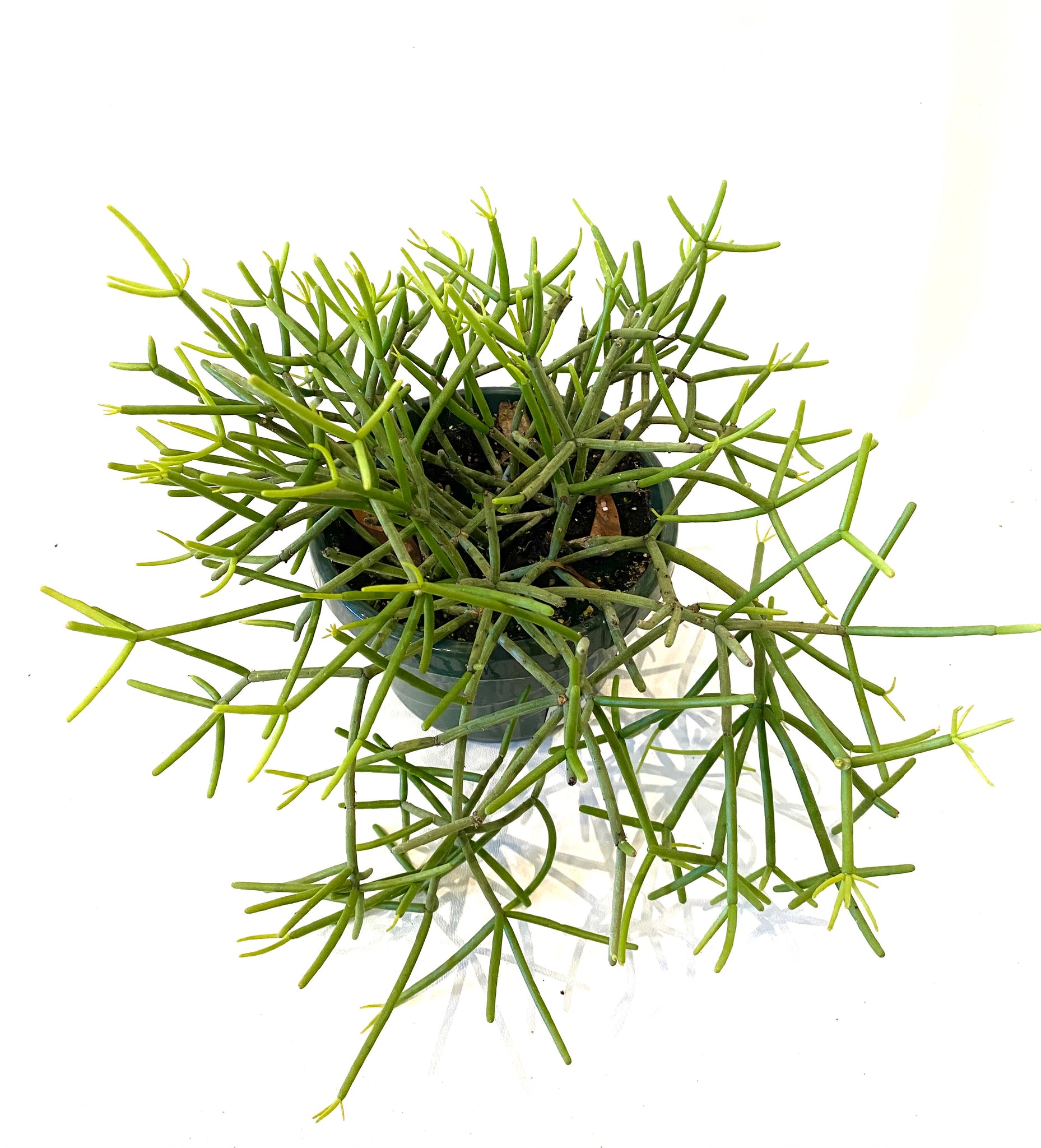 Rhipsalis