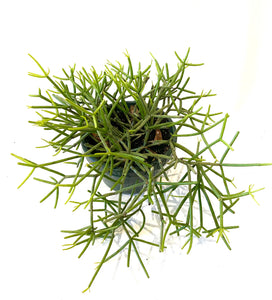 Rhipsalis
