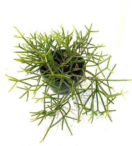 Rhipsalis