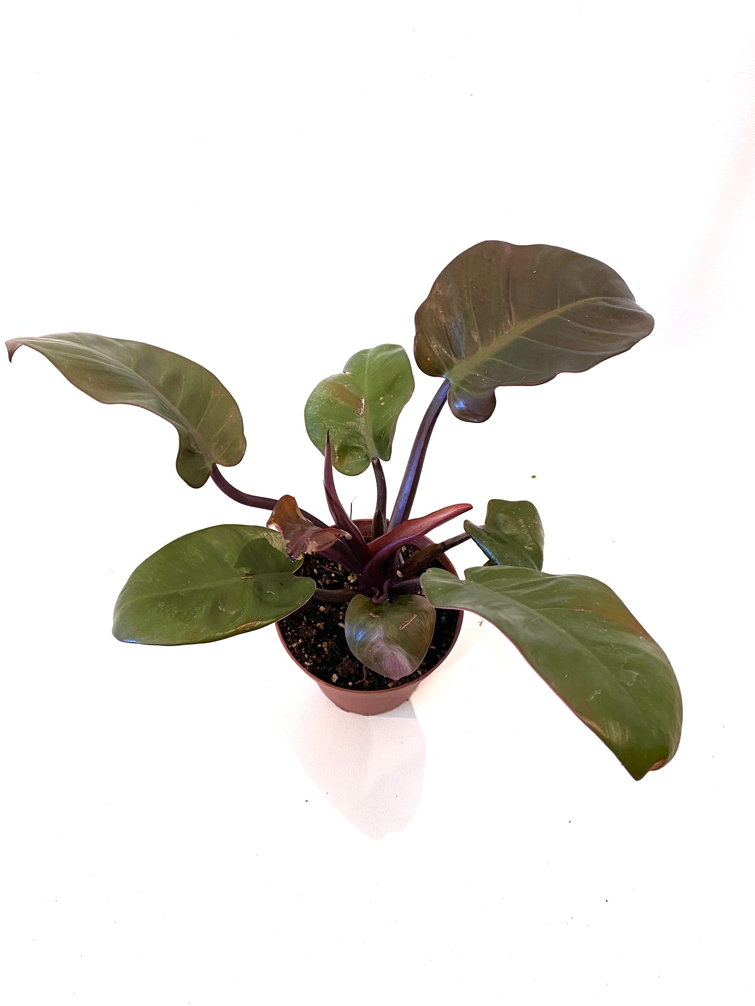 Black Cardinal Philodendron (Philodendron "Black Cardinal")