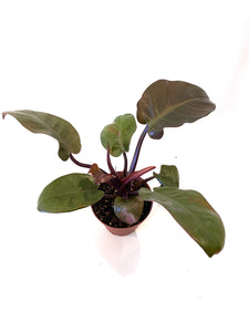 Black Cardinal Philodendron (Philodendron "Black Cardinal")