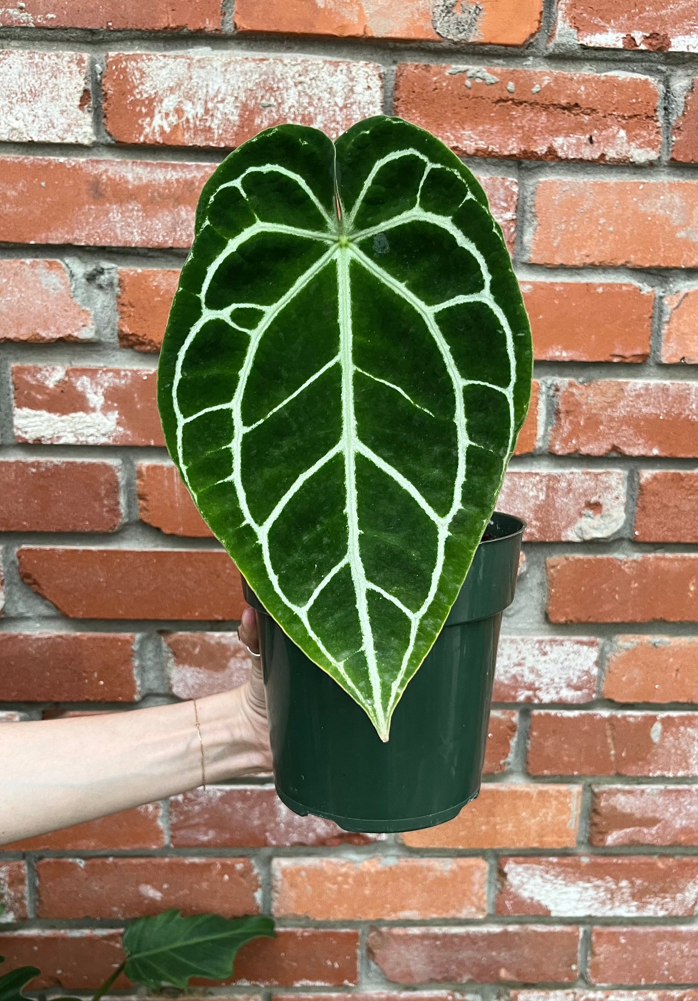 Anthurium Crystallinum