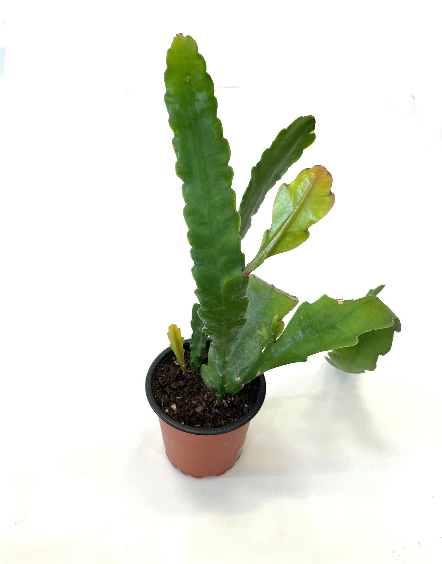 Day Blooming Cereus "Epiphyllum Oxypetalum Hybrid"