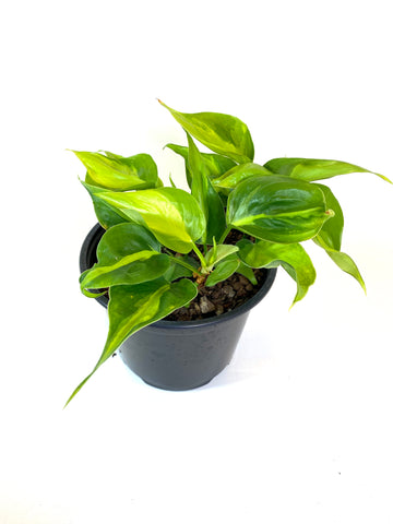 Brasil Philodendron (Philodendron hederaceum "Brasil")