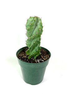Spiral Cactus "Cereus Forbesii Spiralis"