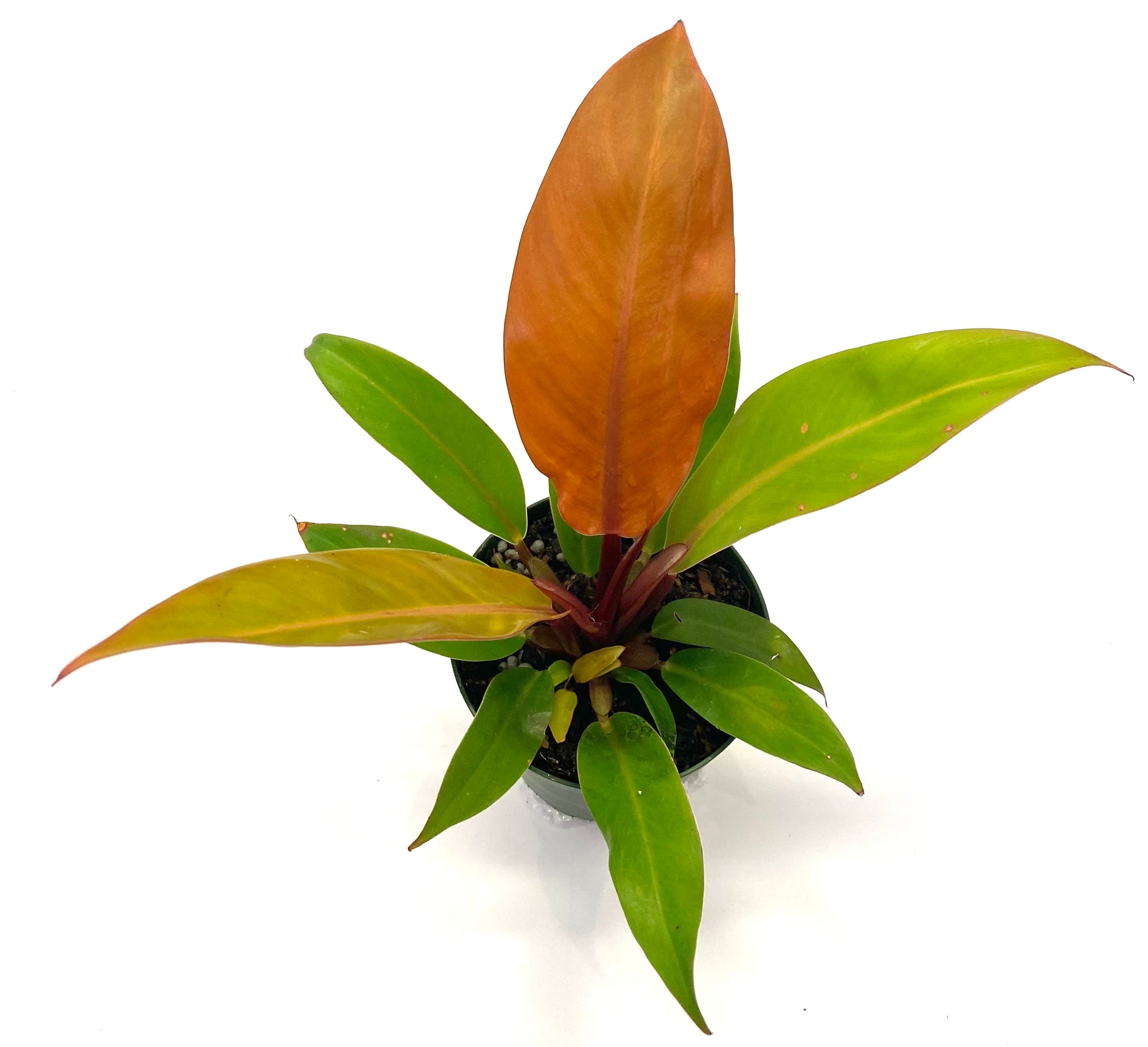 philodendron hybrid orange Prince of Orange Philodendron – Baton Rouge Succulent Co