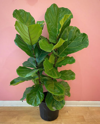 Double Fiddle Leaf Fig