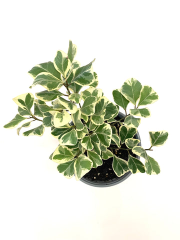 Ficus Triangularis Variegata