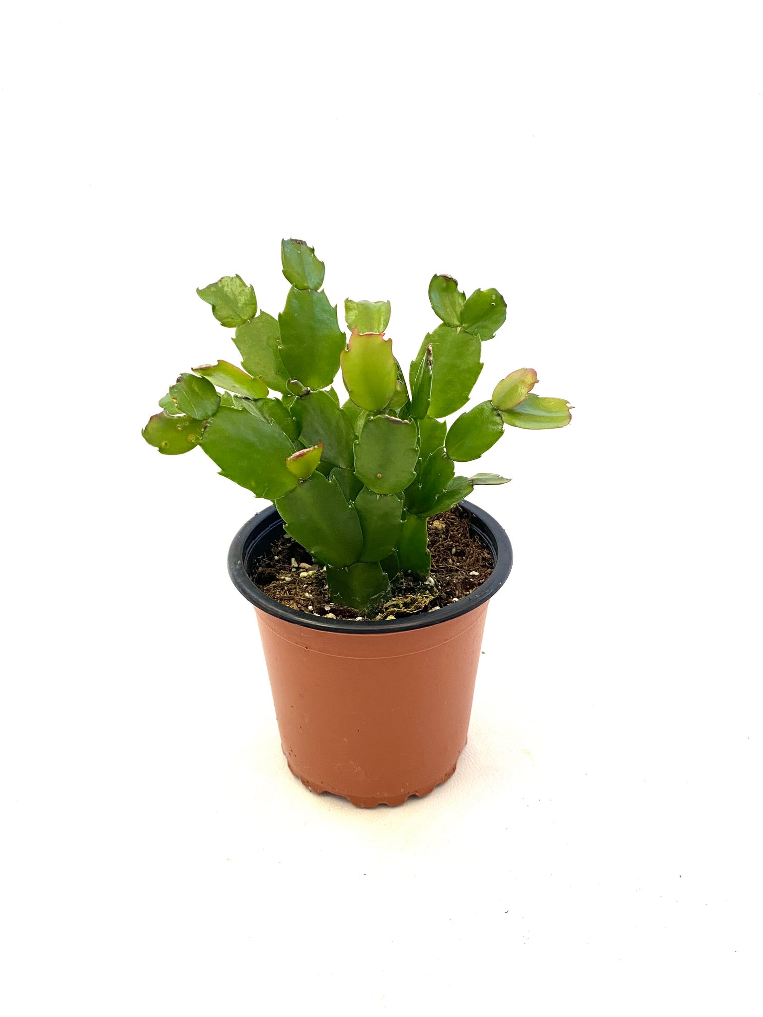 Christmas Cactus (Schlumbergera bridgesii)