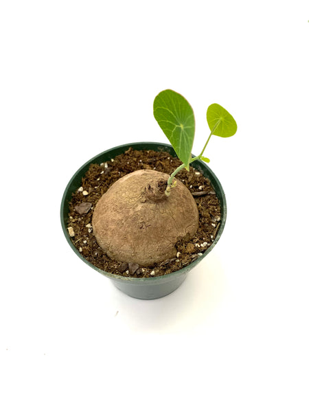 Stephania Erecta
