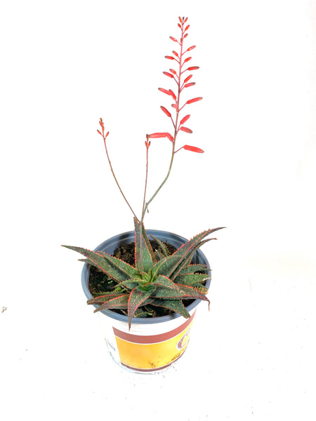 christmas sleigh succulent Christmas Sleigh Aloe (Aloe "Christmas Sleigh")