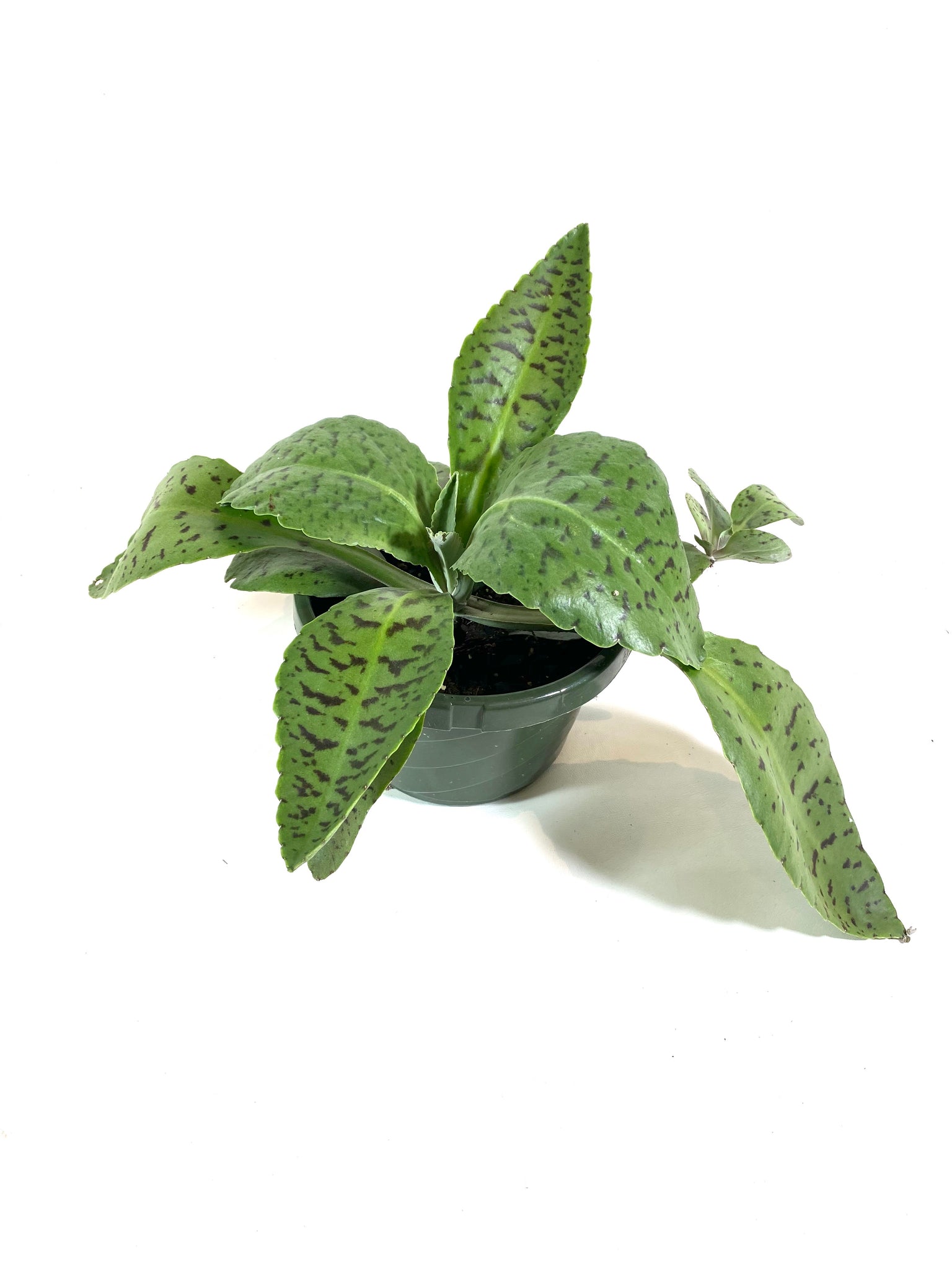 Donkey Ear Kalanchoe (Kalanchoe gastonis-bonnieri)