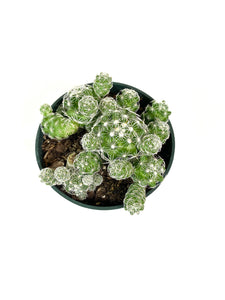 mammillaria succulent Thimble Cactus (Mammillaria vetula)