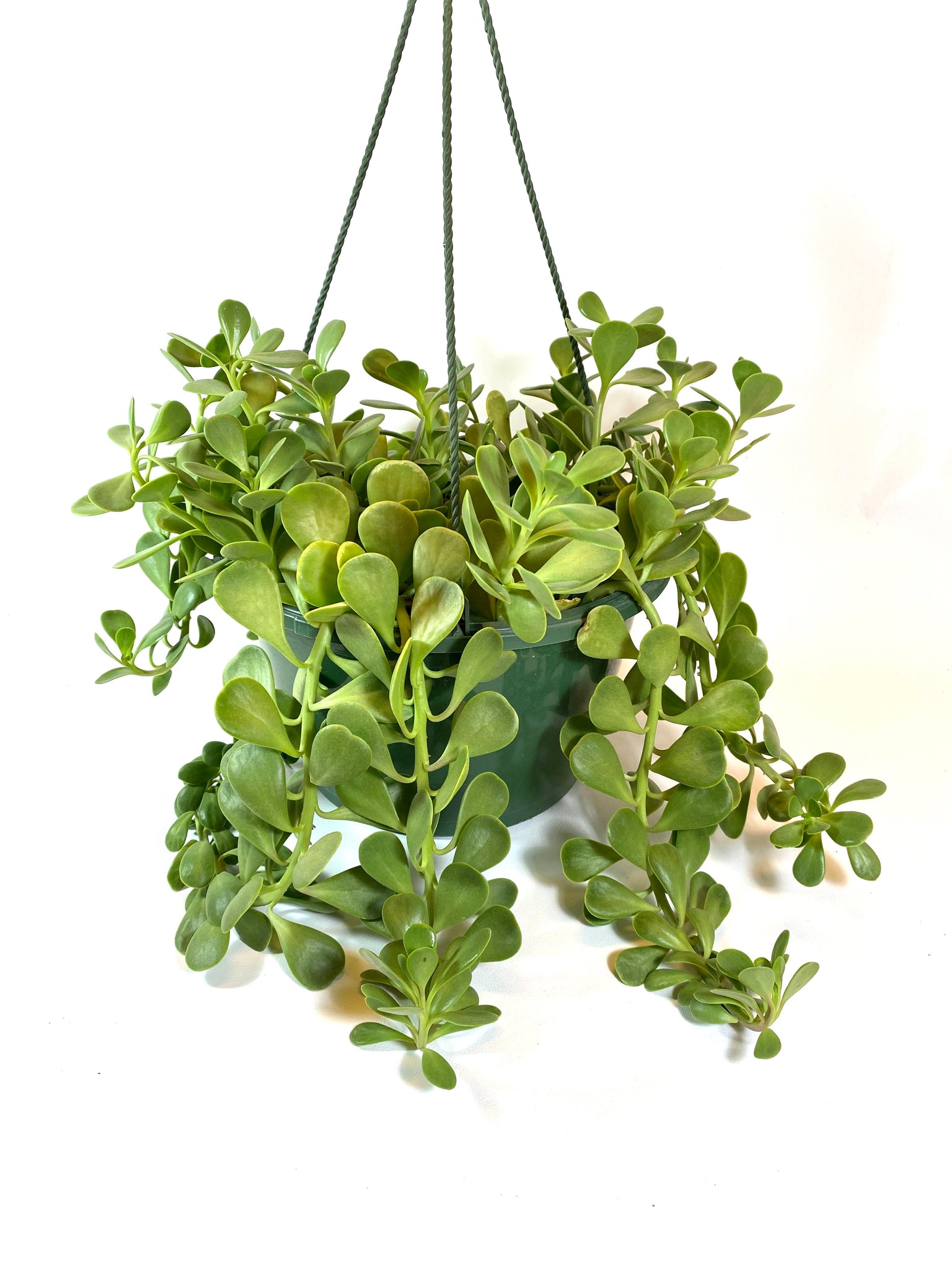 trailing jade plant Trailing Jade "Senecio Jacobsenii"