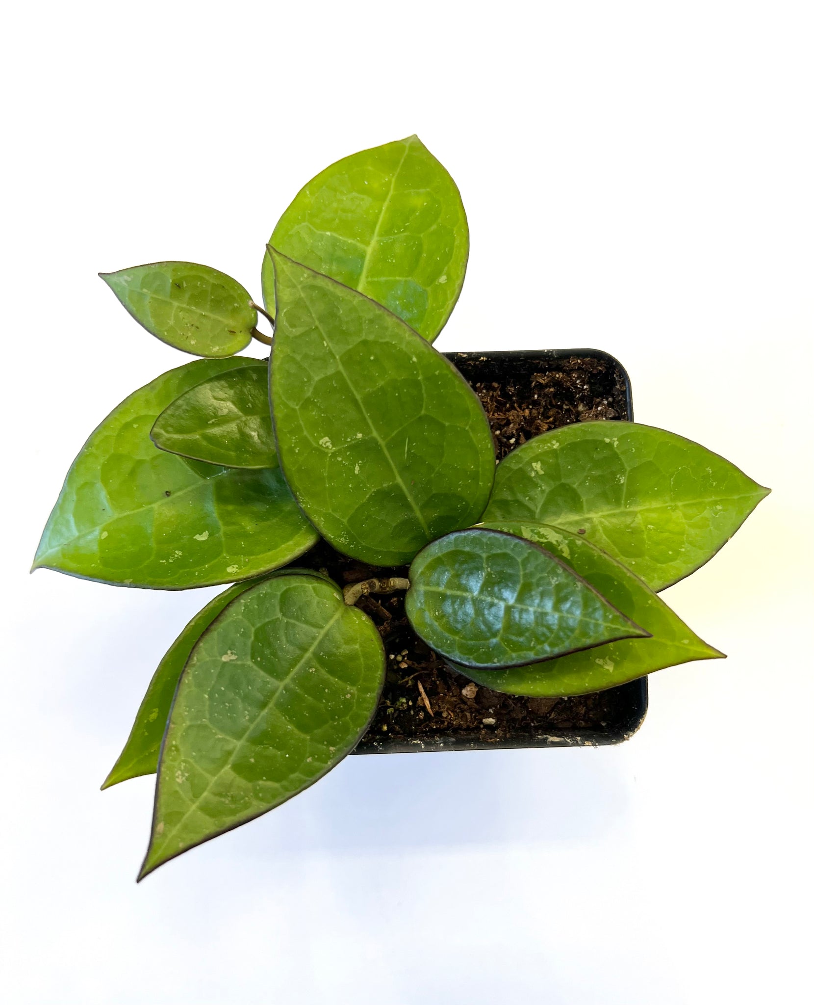 Hoya 'Black Margin'
