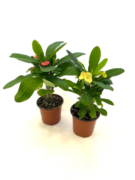 Crown of Thorns (Euphorbia milii)