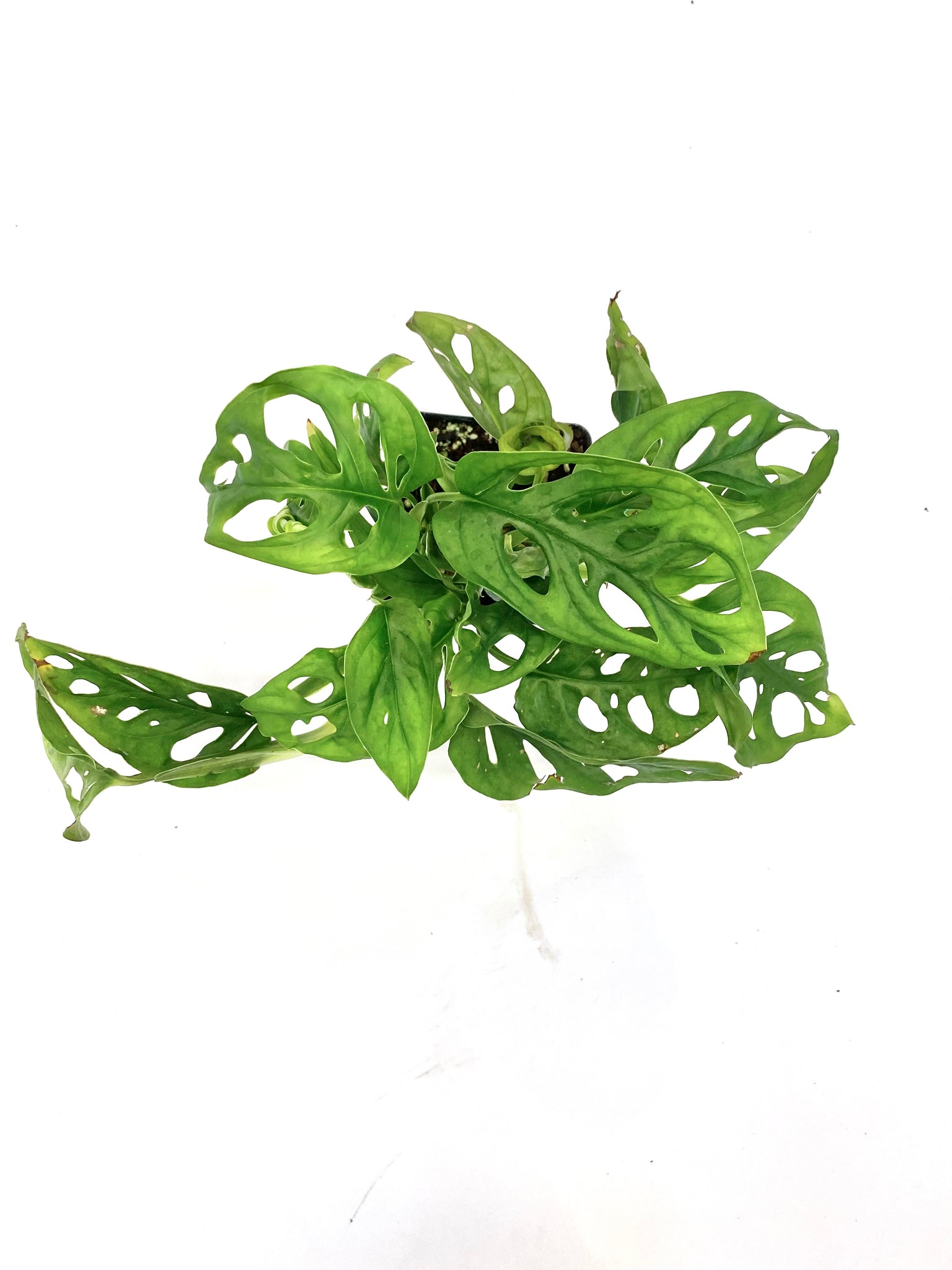 monstera adansonii wide leaf Wide Form Swiss Cheese "Monstera Adansonii" – Baton Rouge Succulent Co