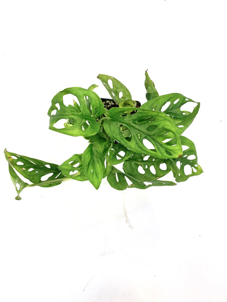 money plant with holes Wide Form Swiss Cheese "Monstera Adansonii" – Baton Rouge Succulent Co