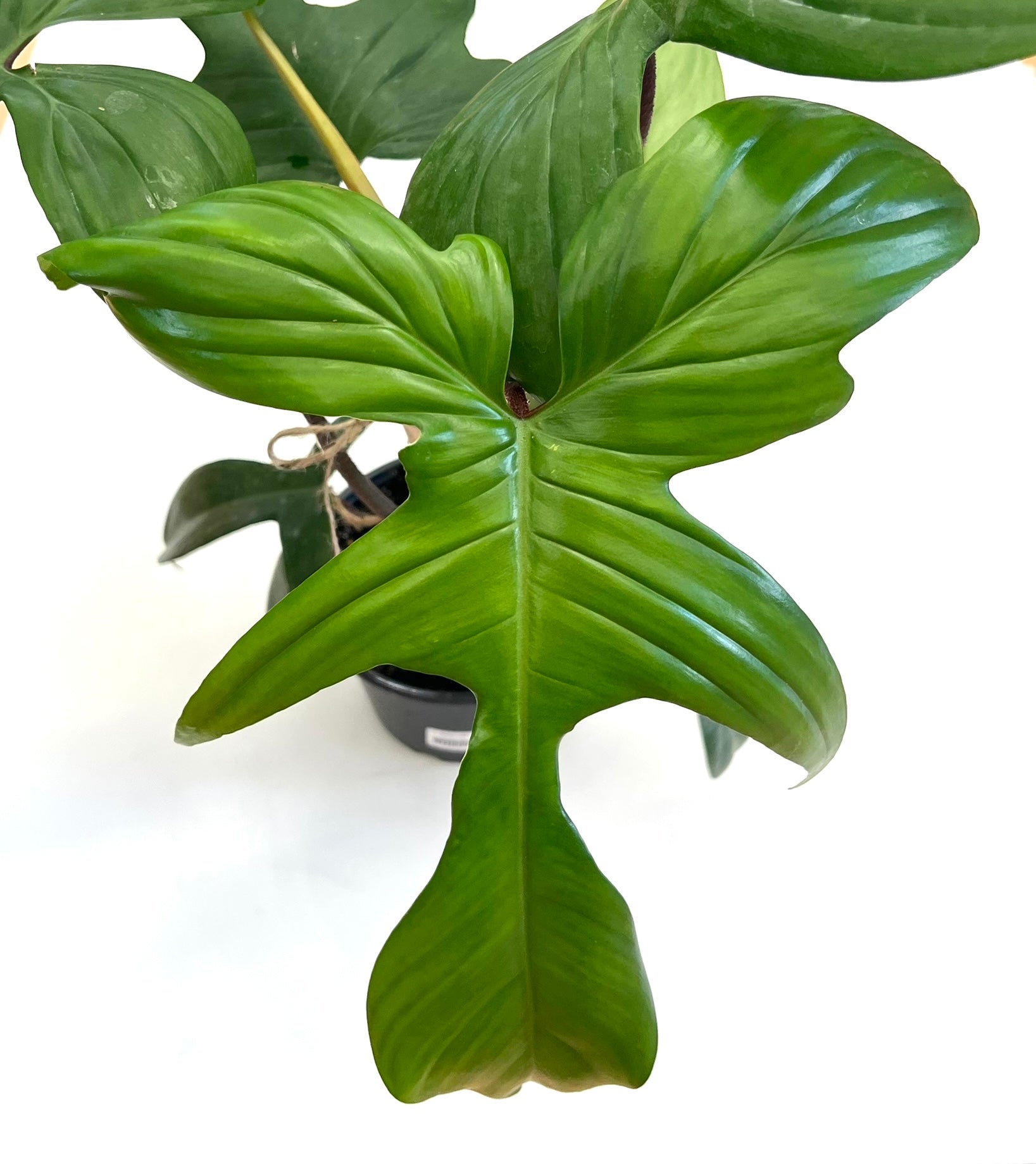 Florida Green Philodendron