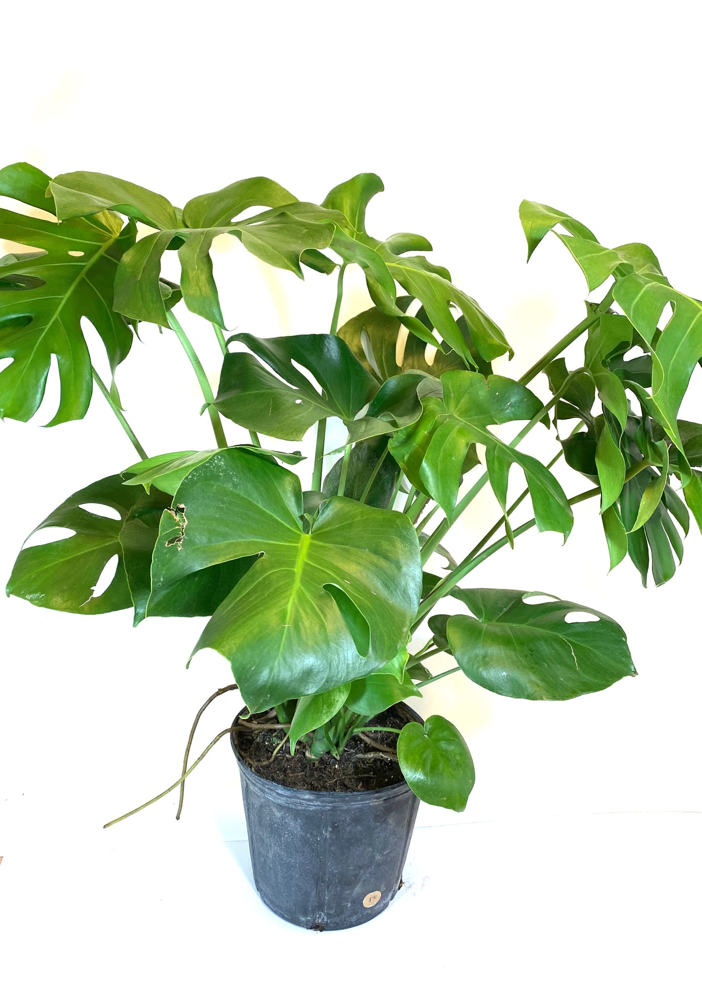 monstera deliciosa katt Monstera deliciosa