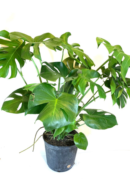 monstera deliciosa bont Monstera deliciosa