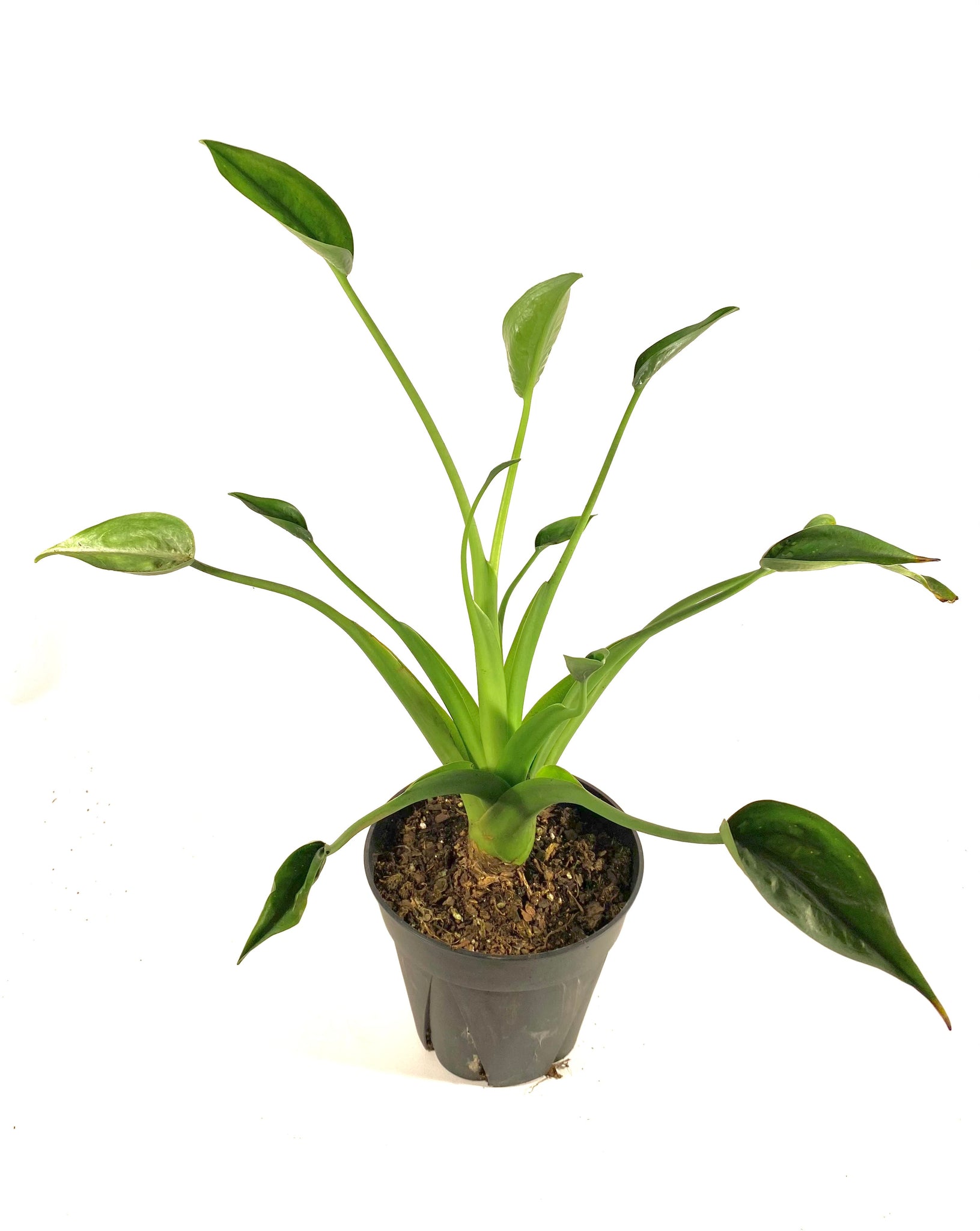 Tiny Dancer Alocasia