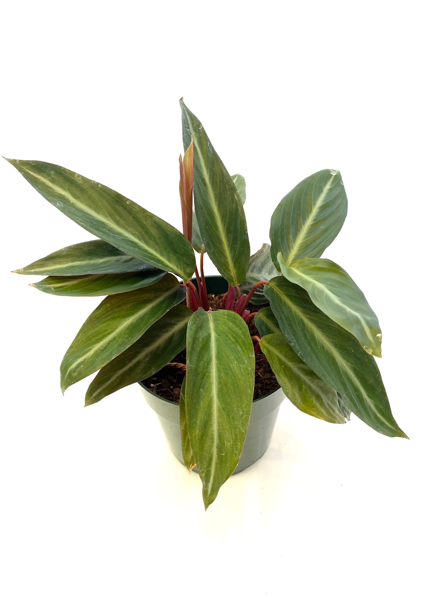 Stromanthe Sanguinea