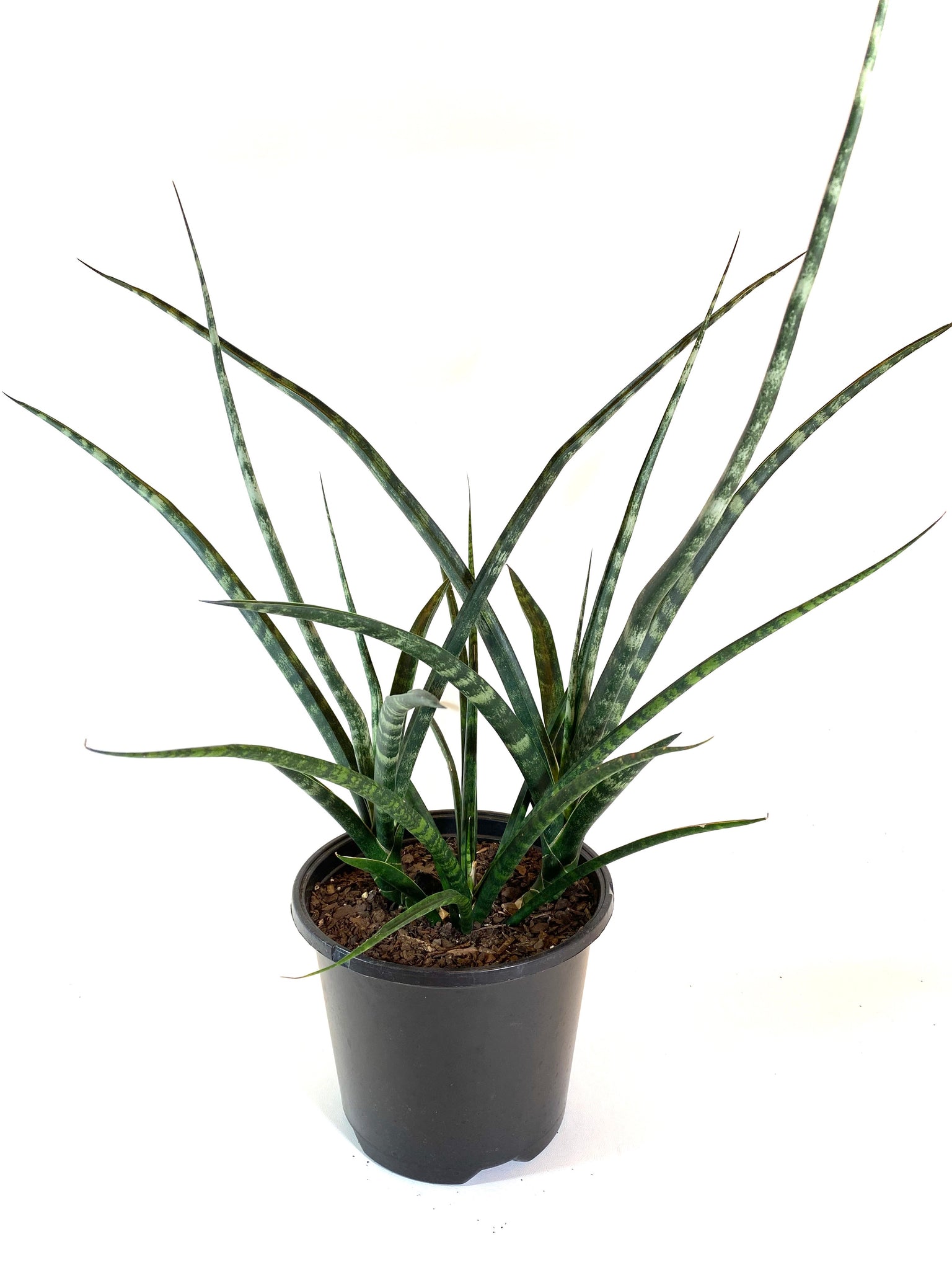 Sansevieria “Fernwood”
