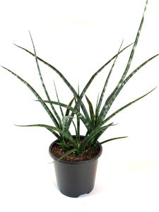 Sansevieria “Fernwood”