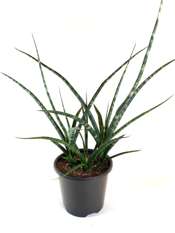 Sansevieria “Fernwood”