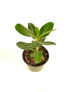 Ficus Audrey (Ficus benghalensis)