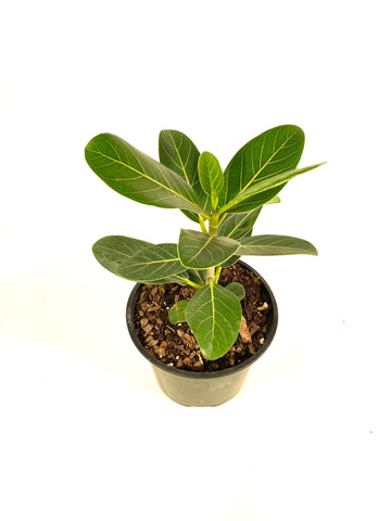 Ficus Audrey (Ficus benghalensis)