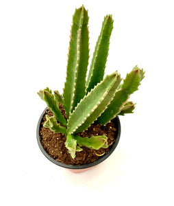 Stapelia 'Gigantea'